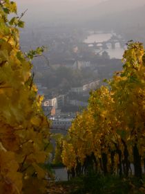 Talblick Steinburg Würzburg