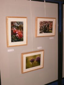 Kunst trifft Natur - Ausstellung Rathaus Holzgerlingen